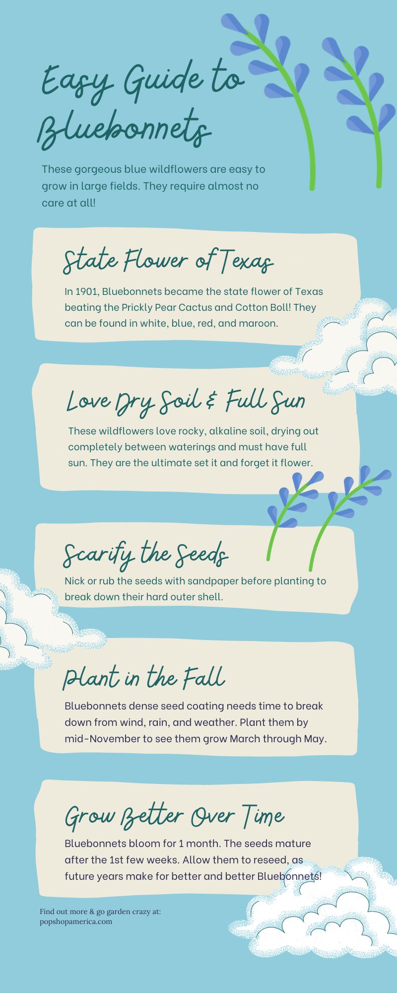 how to grow texas bluebonnets infographic pop shop america