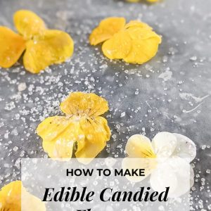 how to make candied flowers pop shop america