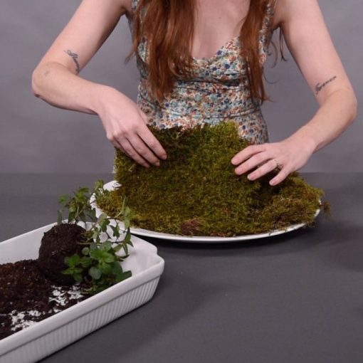 flip your reindeer moss to face the green side out square
